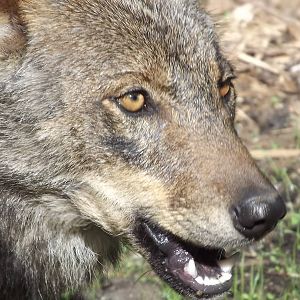 Iberian Wolf at Blackpool Zoo 17/06/12