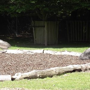 Giant Anteaters at Blackpool Zoo 17/06/12