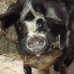 Kune Kune Pig 'Rudolph' at Blackpool Zoo 17/06/12