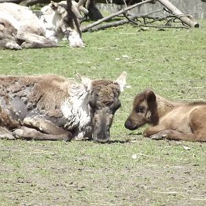 Reindeer with calf at Blackpool Zoo 17/06/12