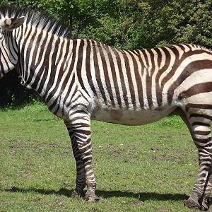 Hartmann's Mountain Zebra 'Bette' at Blackpool Zoo 17/06/12