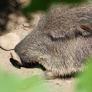 Chacoan Peccary