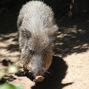 Chacoan Peccary