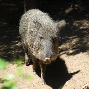 Chacoan Peccary
