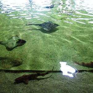 Atlantic Fishes Exhibit at Harderwijk, 01/06/12