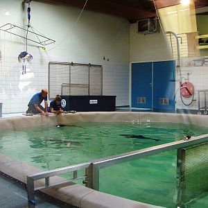 SOS Dolfijn Rehabilitation Centre at Harderwijk, 01/06/12