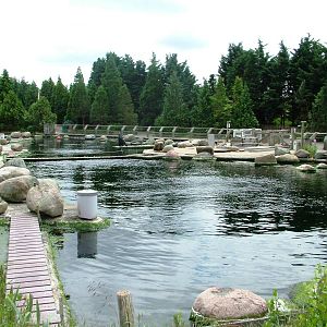 California Sea Lion Exhibit at Harderwijk, 01/06/12