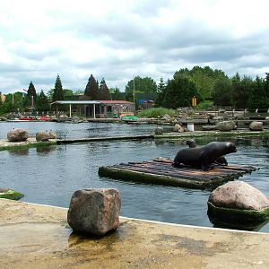 California Sea Lion Exhibit at Harderwijk, 01/06/12