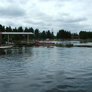 Bottle-nosed Dolphin Exhibit at Harderwijk, 01/06/12