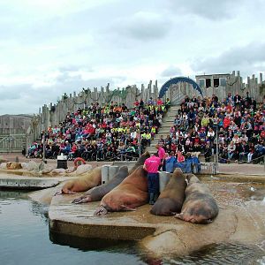 Walrus Show at Harderwijk, 01/06/12