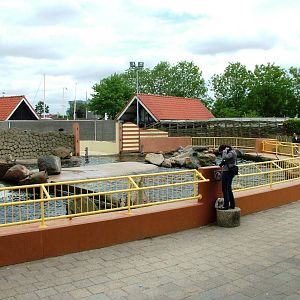 Steller's Sea Lion Exhibit at Harderwijk, 01/06/12