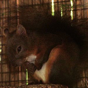 Japanese Squirrel at Best, 02/06/12