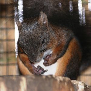 Japanese Squirrel at Best, 02/06/12