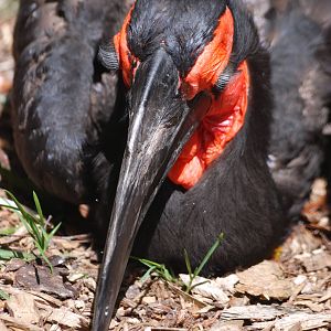 Southern Ground Hornbill at Best, 02/06/12