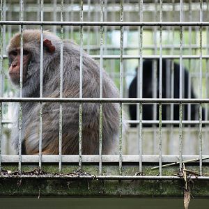 Monkey Bridges at Best, 02/06/12