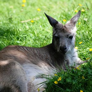 Eastern Wallaroo at Best, 02/06/12