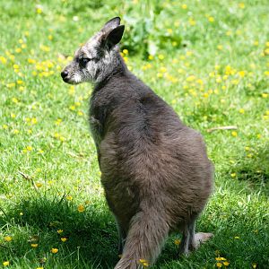 Eastern Wallaroo at Best, 02/06/12