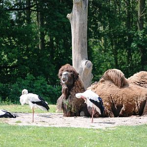 Bactrian Camel at Best, 02/06/12