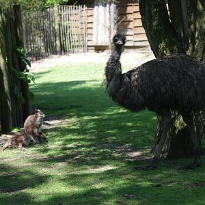 Emu and Parma Wallabies at Best, 02/06/12