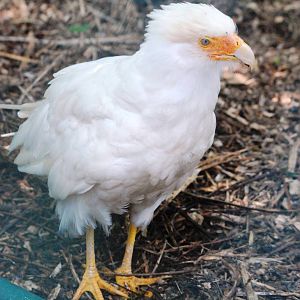 White Caracara at Best, 02/06/12