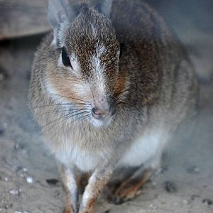Chacoan Mara at Best, 02/06/12