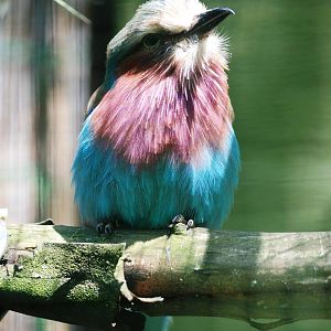 Lilac-breasted Roller at Best, 02/06/12