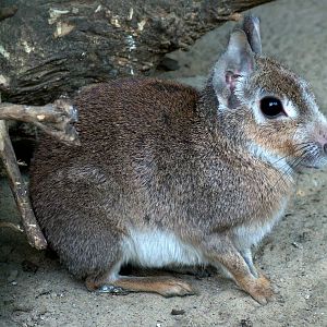 Chacoan Mara at Best, 02/06/12