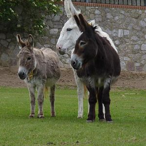 Sidmouth Donkey Sanctuary, Devon, June 2012