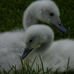 Black-necked Swan cygnets May 2012