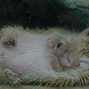 Lesser Hedgehog Tenrec June 2012