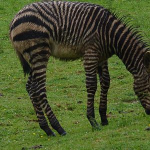 Wet zebra foal, Zac June 2012