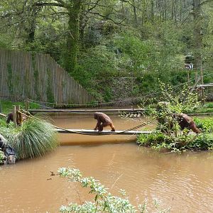 View of the Orangutan enclosure, May 2012