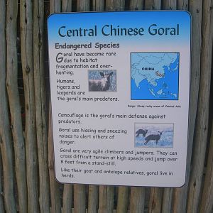 Central Chines Goral Sign
