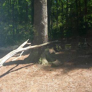 Red Panda/Goral Exhibit