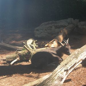 Central Chines Goral sitting down