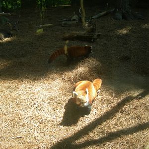 Red Pandas