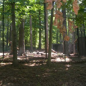 side view red panda/goral exhibit