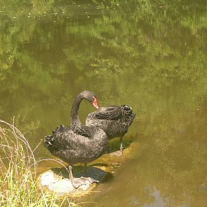 Black Swans