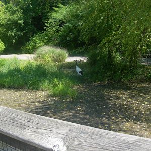 Red Crowned Crane in Marsh Exhibit