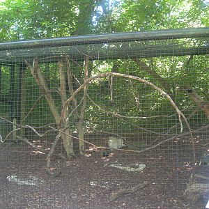 Ring Tailed Lemur/Radiated Tortoise Exhibit