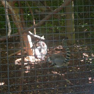 Ring Tailed Lemurs