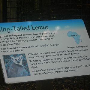 Ring Tailed Lemur sign