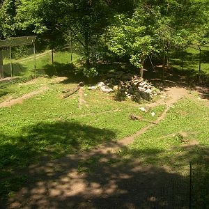African Wild Dog Exhibit
