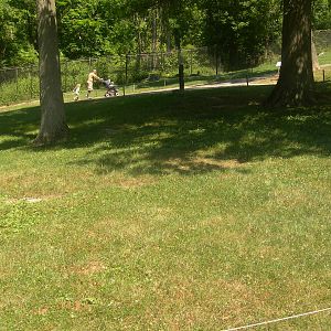 Kangaroo/wallaby exhibit