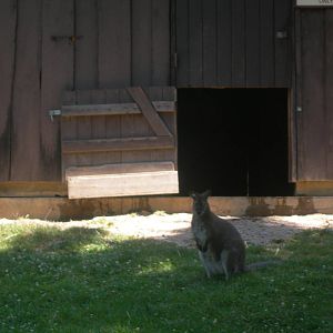 Wallaby