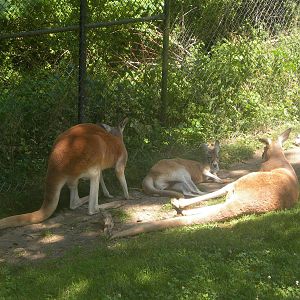 Red Kangaroos chilling in shade trying to keep cool