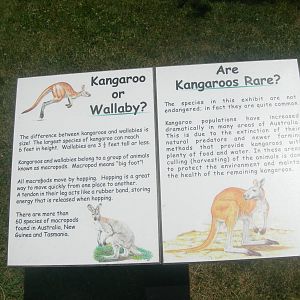 Kangaroo/wallaby sign