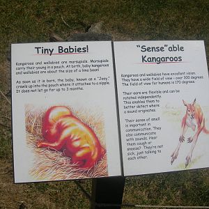 Kangaroo/wallaby sign