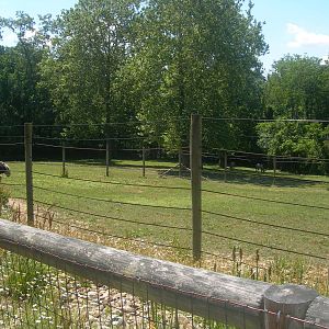Ostrich/Grevy's Zebra Exhibit