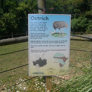 Ostrich sign